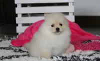 Ruby, a female Pomeranian for sale in Millersburg, OH – 9 of 9