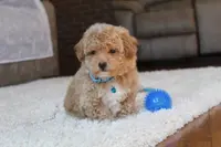 Shane, a male Poochon for sale in Millersburg, OH – Photo 6 of 9