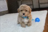 Shane, a male Poochon for sale in Millersburg, OH – Photo 2 of 9