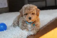 Shane, a male Poochon for sale in Millersburg, OH – Photo 3 of 9