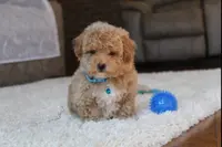 Shane, a male Poochon for sale in Millersburg, OH – Photo 5 of 9
