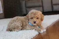 Shane, a male Poochon for sale in Millersburg, OH – Photo 4 of 9