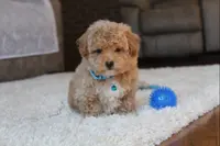 Shane, a male Poochon for sale in Millersburg, OH – Photo 8 of 9
