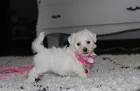 Jasmine , a female Bichon Frise for sale in Millersburg, OH – 9 of 10