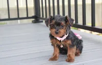 Emmy , a female Yorkipoo for sale in Millersburg, OH – 3 of 6