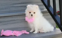 Khloe , a female Pomeranian for sale in Millersburg, OH – 4 of 10