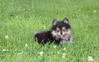 Tilly, a female Pomeranian for sale in Millersburg, OH – 6 of 10