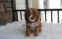 Freya , a female Cavapoo for sale in Millersburg, OH – 8 of 8