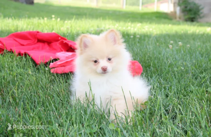 Teddy  – Pomeranian puppy for sale in Millersburg, OH