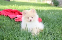 Teddy , a male Pomeranian for sale in Millersburg, OH – 1 of 9