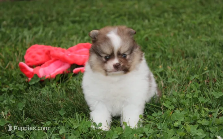 Bentley  – Pomeranian puppy for sale in Millersburg, OH