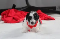 Ryder, a male Yorkipoo for sale in Millersburg, OH – 7 of 7
