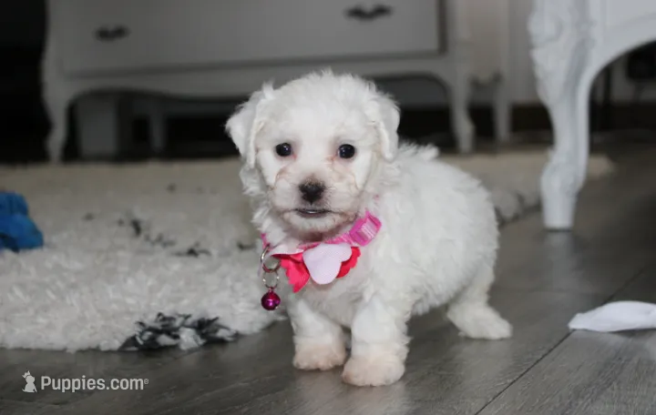 Jasmine  – Bichon Frise puppy for sale in Millersburg, OH