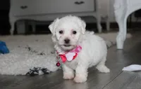 Jasmine , a female Bichon Frise for sale in Millersburg, OH – 1 of 10