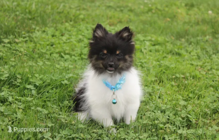 ZIGGY – Pomeranian puppy for sale in Millersburg, OH