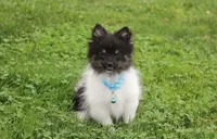 ZIGGY, a male Pomeranian for sale in Millersburg, OH – 1 of 10