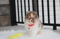 Bentley , a male Pomeranian for sale in Millersburg, OH – 4 of 10