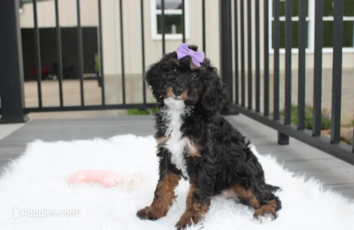 Amber  – Poodle - Miniature  puppy for sale in Millersburg, OH