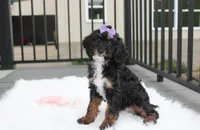 Amber , a female Poodle - Miniature  for sale in Millersburg, OH – 1 of 4