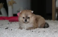Honey, a female Pomeranian for sale in Millersburg, OH – 4 of 10