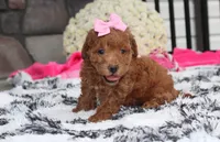 Sunny, a female Bichpoo for sale in Millersburg, OH – 5 of 10