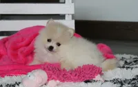 Raine, a female Pomeranian for sale in Millersburg, OH – 4 of 10