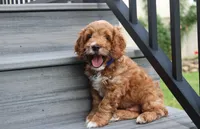 Logan, a male Cockapoo for sale in Millersburg, OH – 4 of 7
