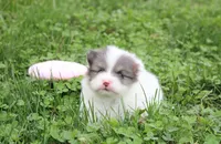 Flora, a female Pomeranian for sale in Millersburg, OH – 4 of 10