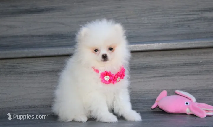 Kylie  – Pomeranian puppy for sale in Millersburg, OH