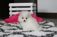 Roxy, a female Pomeranian for sale in Millersburg, OH – 6 of 7