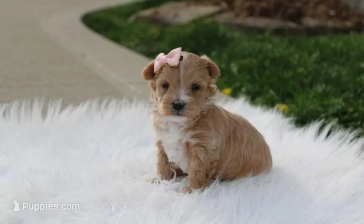Bella  – Maltipoo puppy for sale in Millersburg, OH