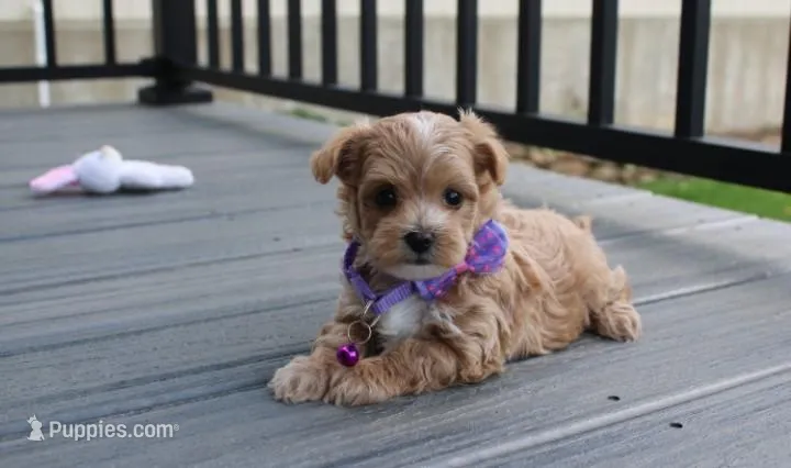 Bella  – Maltipoo puppy for sale in Millersburg, OH
