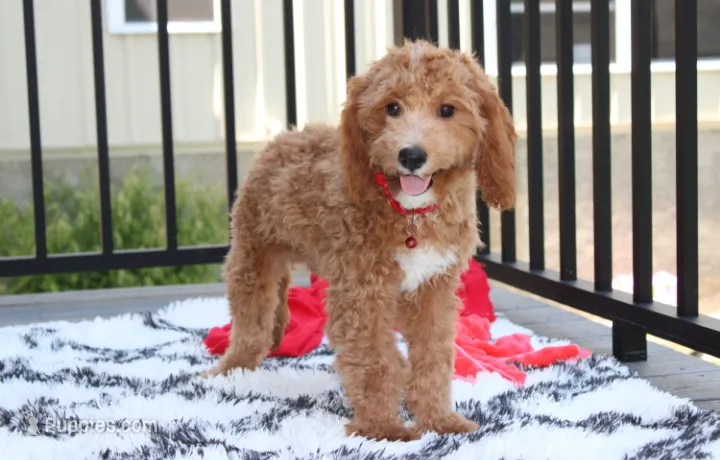 Lenny  – Cavapoo puppy for sale in Millersburg, OH