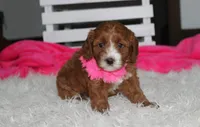 Macy, a female Cavapoo for sale in Millersburg, OH – 5 of 6