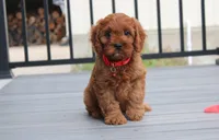 Max, a male Cavapoo for sale in Millersburg, OH – 7 of 9