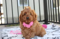 Lyra, a female Cockapoo for sale in Millersburg, OH – 3 of 10