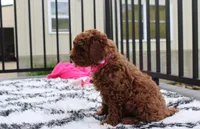 Sally, a female Poodle - Miniature  for sale in Millersburg, OH – 6 of 10