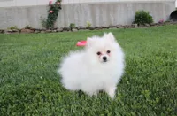 Charlie , a male Pomeranian for sale in Millersburg, OH – 5 of 6