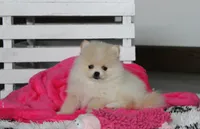 Raine, a female Pomeranian for sale in Millersburg, OH – 7 of 10