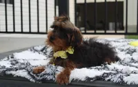 Enzo, a male Yorkipoo for sale in Millersburg, OH – 3 of 8