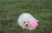 Reese, a female Pomeranian for sale in Millersburg, OH – 3 of 8