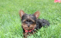 Emmett , a male Yorkipoo for sale in Millersburg, OH – 4 of 10
