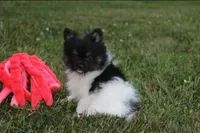 ZIGGY, a male Pomeranian for sale in Millersburg, OH – 7 of 8