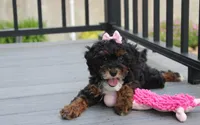 Athena , a female Poodle - Miniature  for sale in Millersburg, OH – 6 of 9