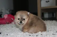 Honey, a female Pomeranian for sale in Millersburg, OH – 2 of 10