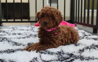 Sally, a female Poodle - Miniature  for sale in Millersburg, OH – 8 of 10