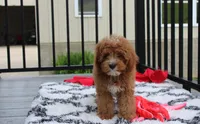 Lenny , a male Cavapoo for sale in Millersburg, OH – 3 of 5