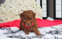 Simba, a male Bichpoo for sale in Millersburg, OH – 8 of 8