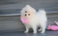Khloe , a female Pomeranian for sale in Millersburg, OH – 1 of 10