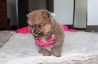 Zara, a female Pomeranian for sale in Millersburg, OH – 3 of 10
